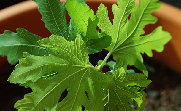 Caring for fig trees includes giving potted ficus caricas well drained soil