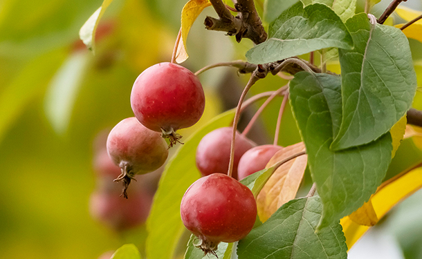 Small landscape trees for tiny yards include crabapples