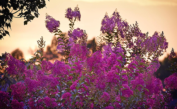 Trees like crape myrtle are not known to have invasive roots