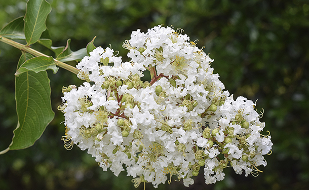 Small landscape trees for tiny yards include crape myrtle