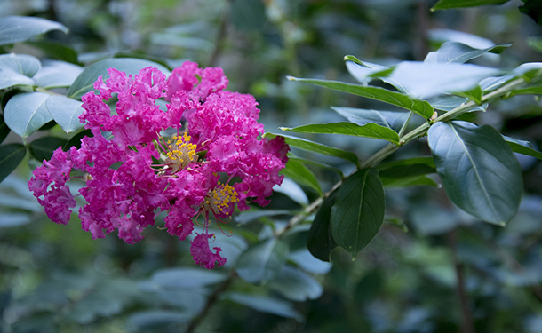 Small landscape trees for tiny yards include flowering crape myrtles