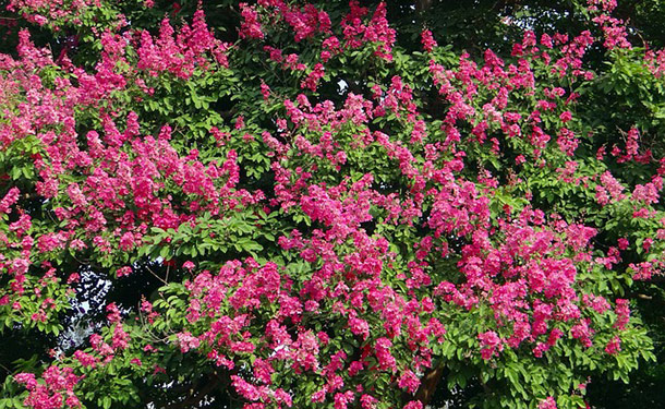 flowering crape myrtle tree blooms