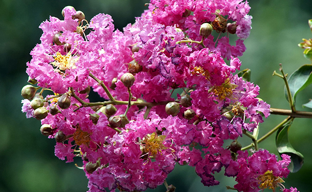 Lagerstroemia is a flowering tree for your yard or landscape