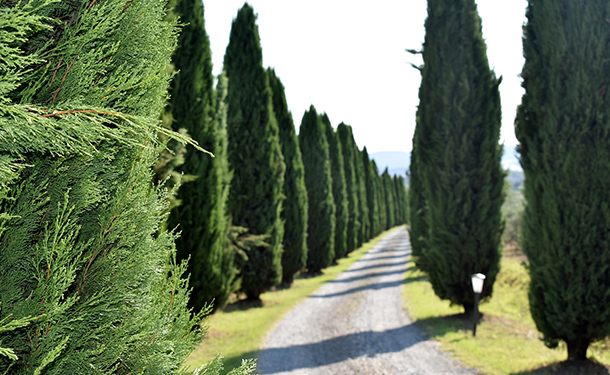 Small landscape trees for tiny yards include cypress