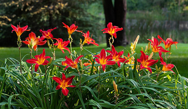 Perennial flowers daylilies for post-tree removal landscaping