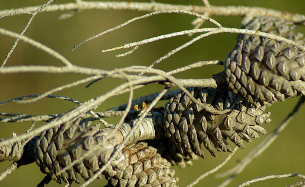 Dead evergreen tree from needle cast disease