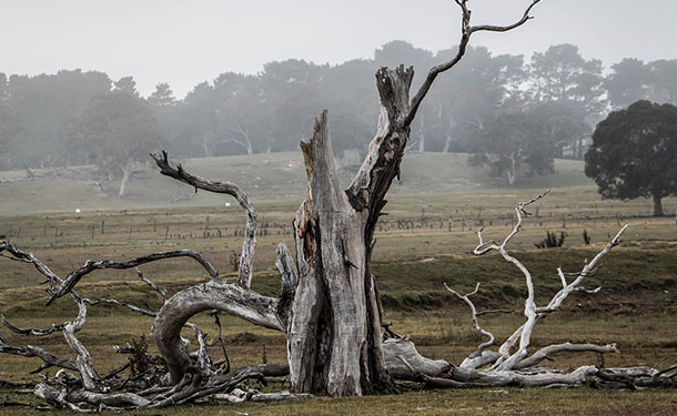 Prevent trees from dying by recognizing the signs of disease and infestation