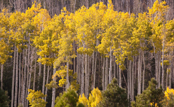 stand of deciduous aspen trees with evergreens