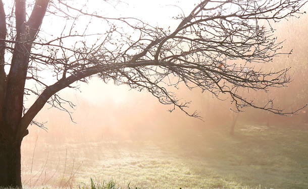 Deciduous tree at end of dormancy in the spring