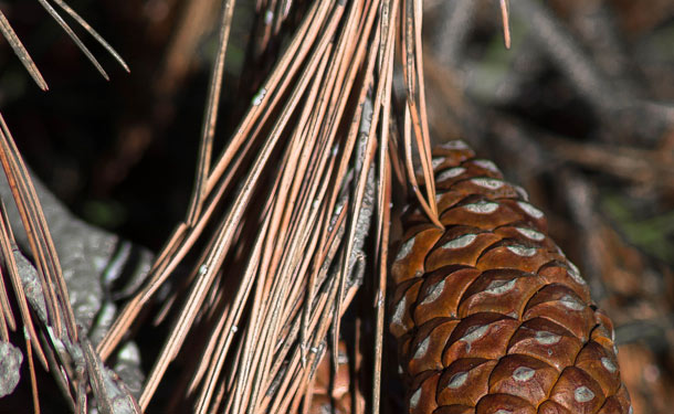 Evergreen tree infected and dying from needle cast disease