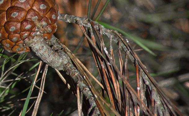 Diseased evergreen tree infected with needle cast