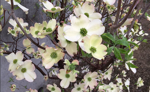 dogwood tree flowers in atlanta ga