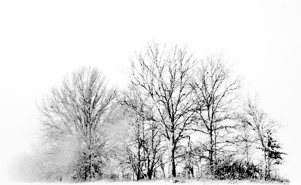 Deciduous leafless trees in the dormant season