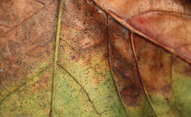 Wilting and dead tree foliage can be a sign of disease