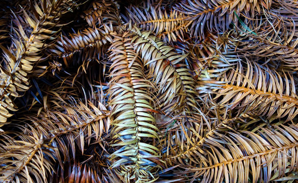 Evergreen conifer with chlorosis and browning