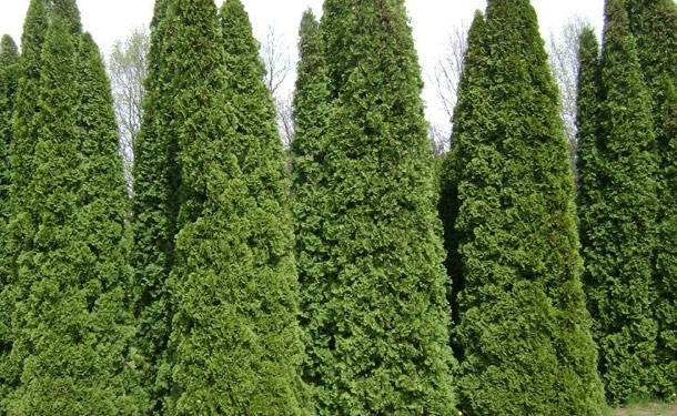 Zone 8 shrubs for shade evergreen emerald arborvitae
