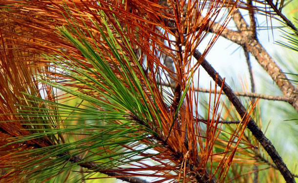 Evergreen tree with discolored foliage from needle cast infection