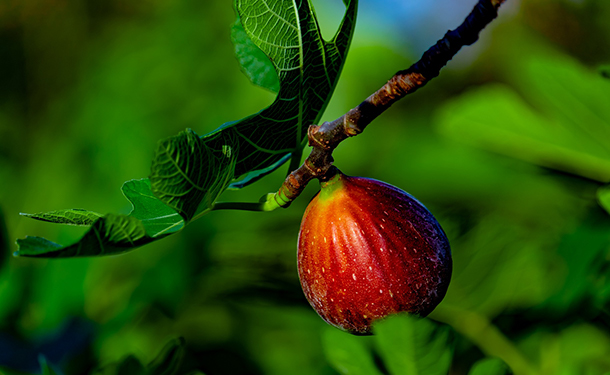 Ficus carica fruiting habits
