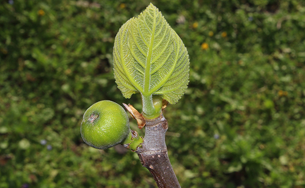 Caring for fig trees includes seasonal pruning