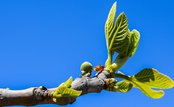 Caring for fig trees includes giving them light water soil and fertilizer