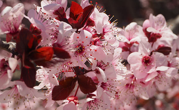 Prunus serrulata is a flowering tree for your yard or landscape