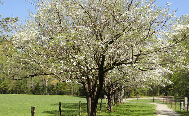 Small landscape trees for tiny yards include flowering dogwood