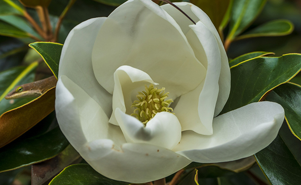 ornamental evergreen shrubs