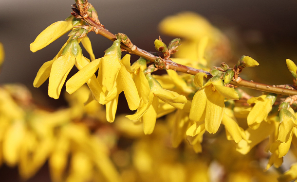 Forsythia flowering shrub