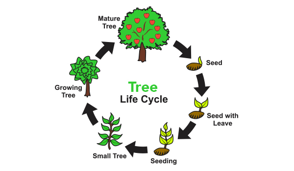 full tree life cycle seed germination sapling
