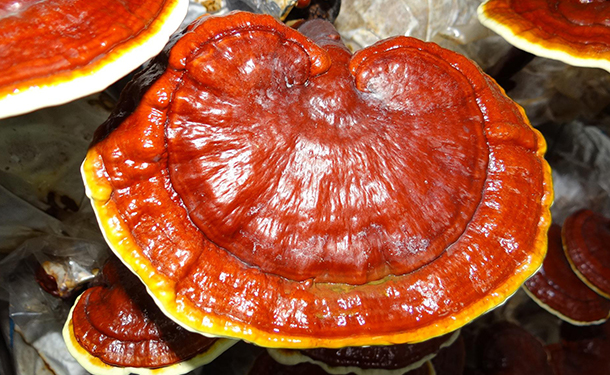 Hazardous tree diseases include ganoderma rot