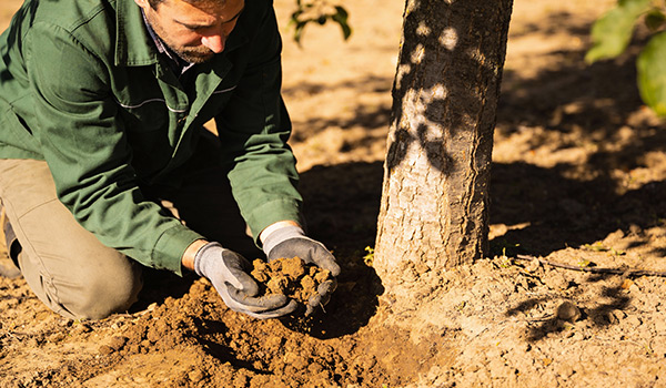 gardener examining soil at the base of a tree
