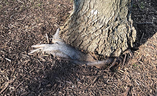 Tree bark damage girdling caused by circling root