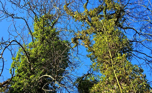 Tree bark damage girdling caused by climbing vines