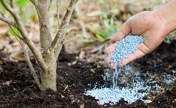 Fertilizing trees can be done by hand