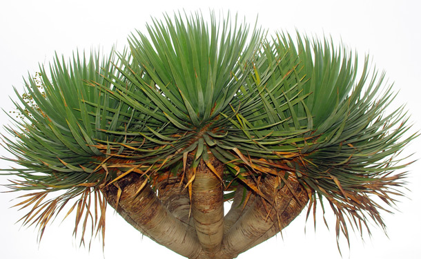 Dracena tree indoor evergreen care