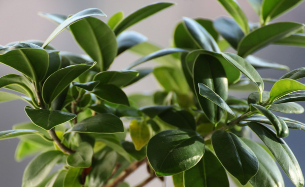 Ficus tree indoor evergreen care