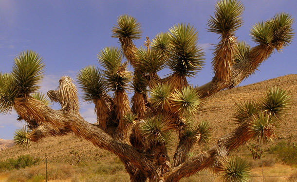 Joshua tree indoor evergreen care