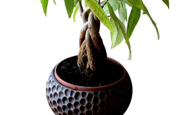 Potted indoor evergreen tree care