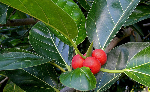 Rubber tree indoor evergreen care