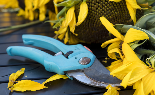 Pruning indoor evergreen tree care