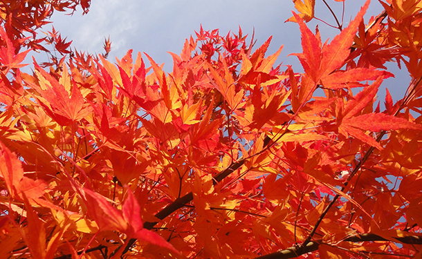 Small landscape trees for tiny yards include Japanese maples