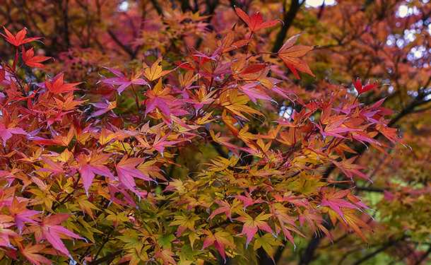Trees like Japanese maple are not known to have invasive roots