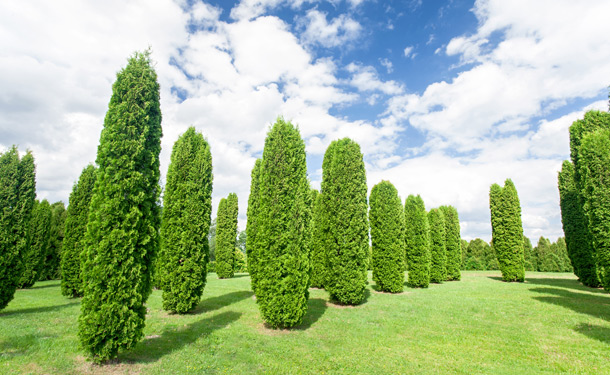 evergreen juniper trees for hedges growing in rows