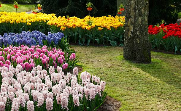 Careful landscaping around trees can result in stunning results for your outdoor living space