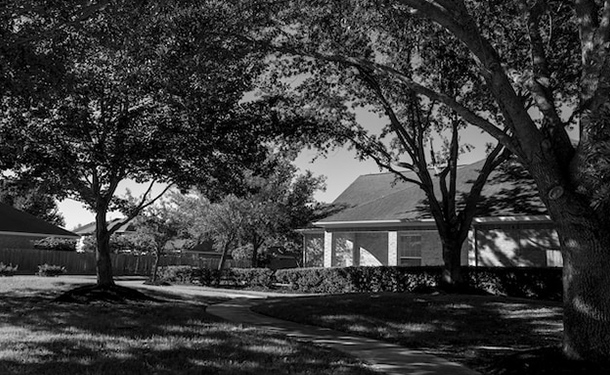 large trees for USDA hardiness zone 7