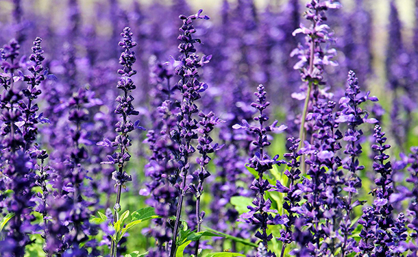 Beneficial companion plants include lavender