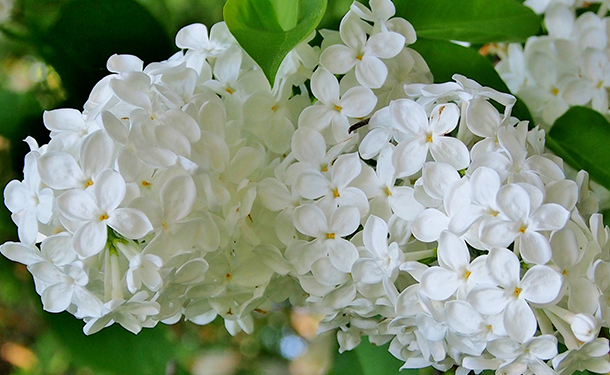 Lilac Syringa white flowering shrub