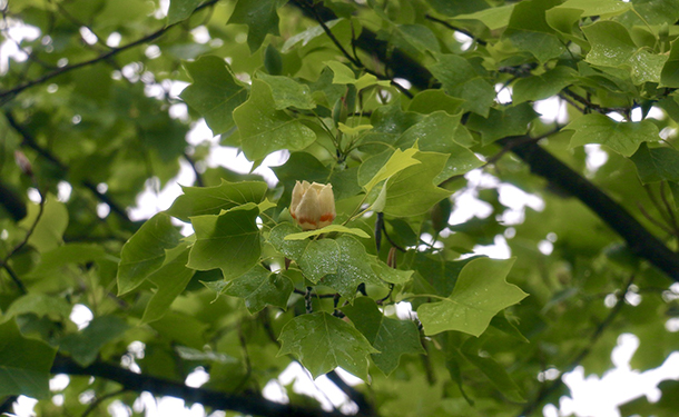 Trees like tulip grow beautifully and cast a lot of shade when mature