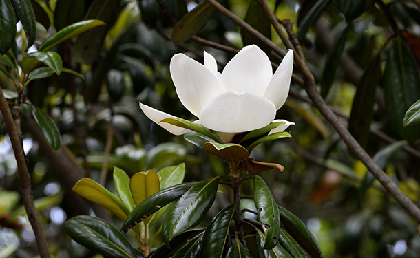 Trees like magnolia grow beautifully and cast a lot of shade when mature