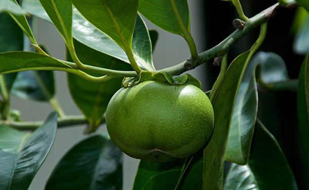 All parts of the manchineel tree species are poisonous